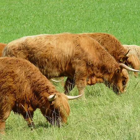 Oberbauernhof - Stuebleberg -- Moderne Im Schoenen Schwarzwaldhaus *